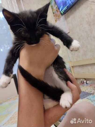 Отдадим бесплатно котят в хорошие руки