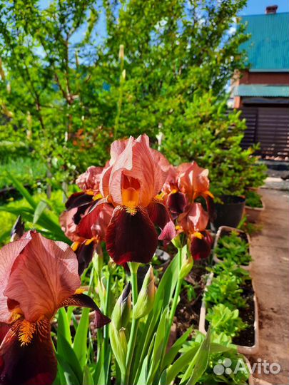 Ирисы сортовые бородатые