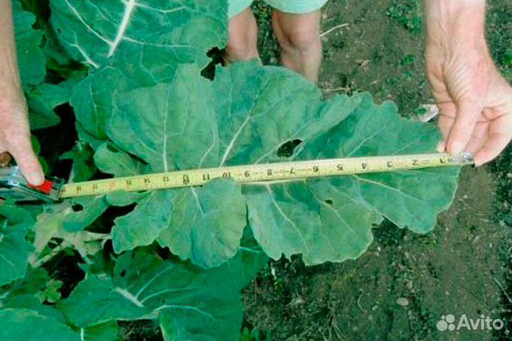 Семена капусты