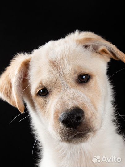 Щенки в добрые руки