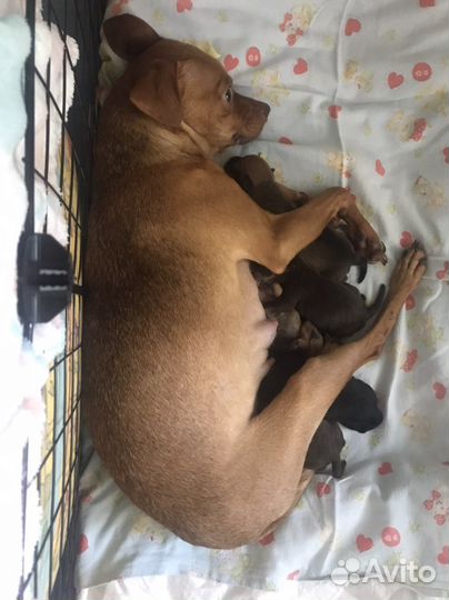 Щенки той терьер