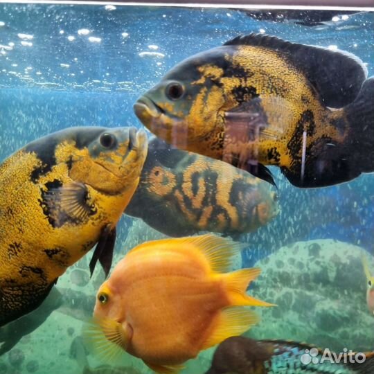 Астронотусы