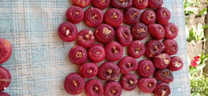 Тюльпаны,нарциссы луковицы