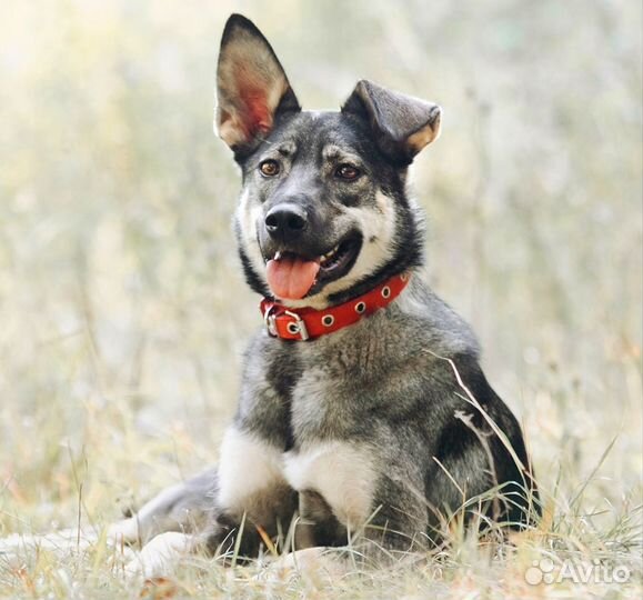 Джой -семейная собака