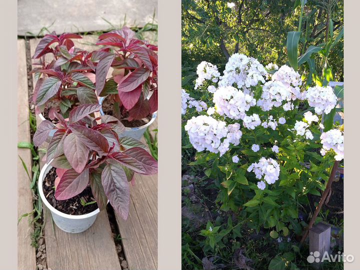 Флокс многолетний белый