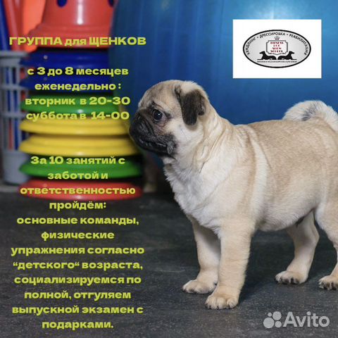 Дрессировка щенков - группа «Детский сад»