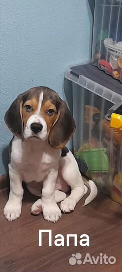 Щенки бигль