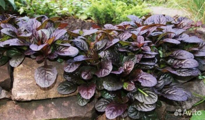 Живучка ползучая и Стахис(заячьи ушки) рассада