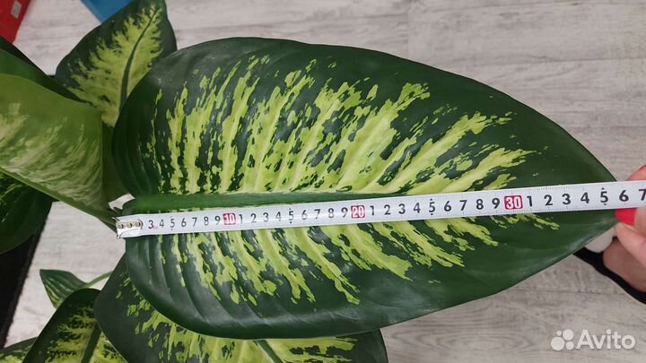 Диффенбахия