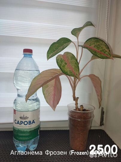 Диффенбахия, сингониум, аглаонема