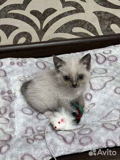 Котёнок девочка невской маскарадной-сиамской