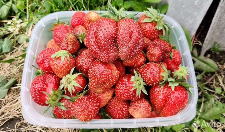 Рассада клубники 9 сортов