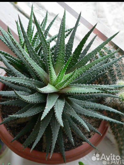 Хавортия полосатая