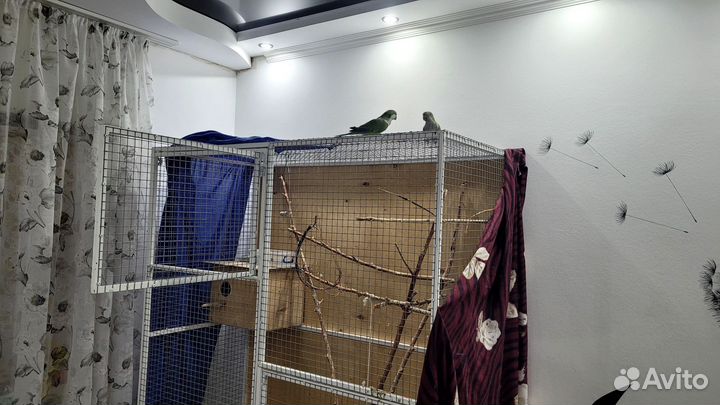 Попугаи монах