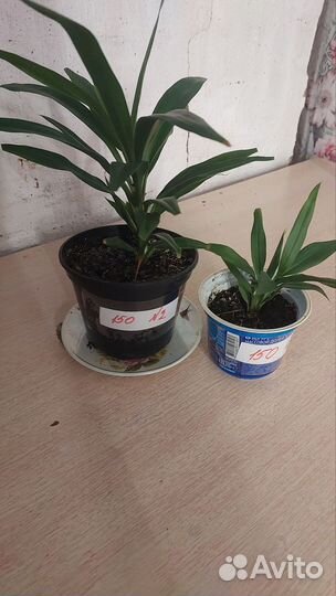 Комнатные растения