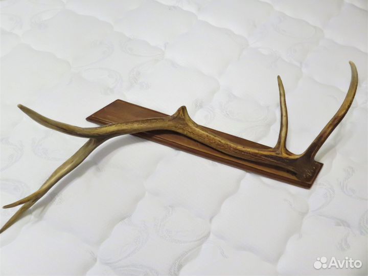 Рога оленя на деревянном постаменте