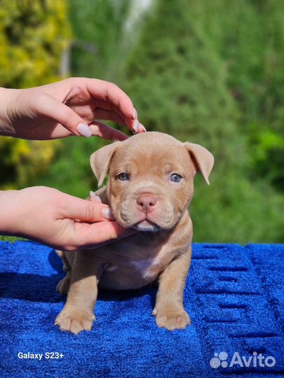 Американский булли