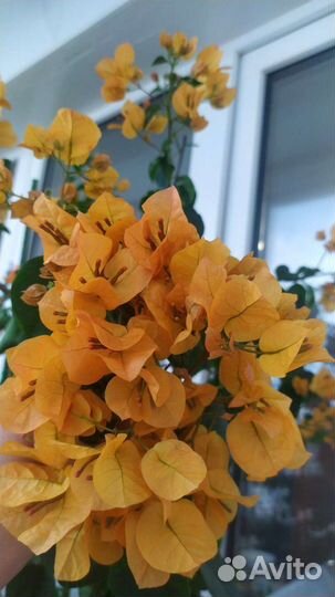 Бугенвиллия разные сорта