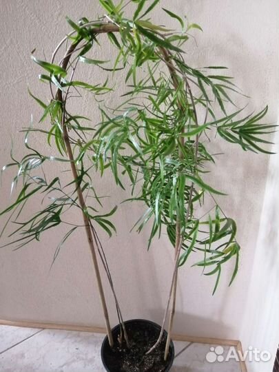 Аспарагус серповидный комнатное растение