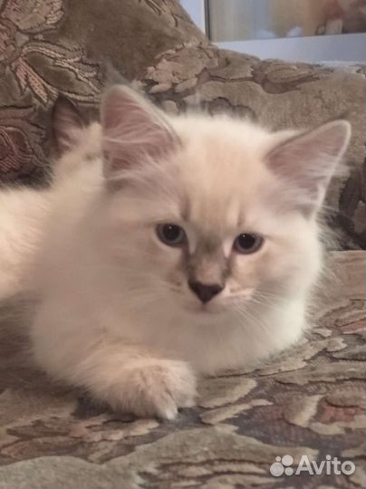 Невский маскарадный кот