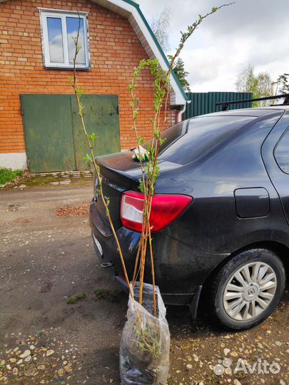 Саженцы малины