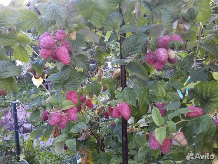 Саженцы малины