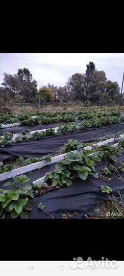 Клубника рассада домашняя