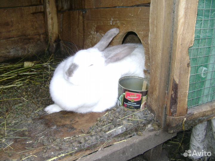 Продам кроликов и петухов