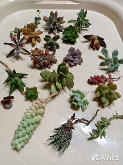 Суккуленты набор