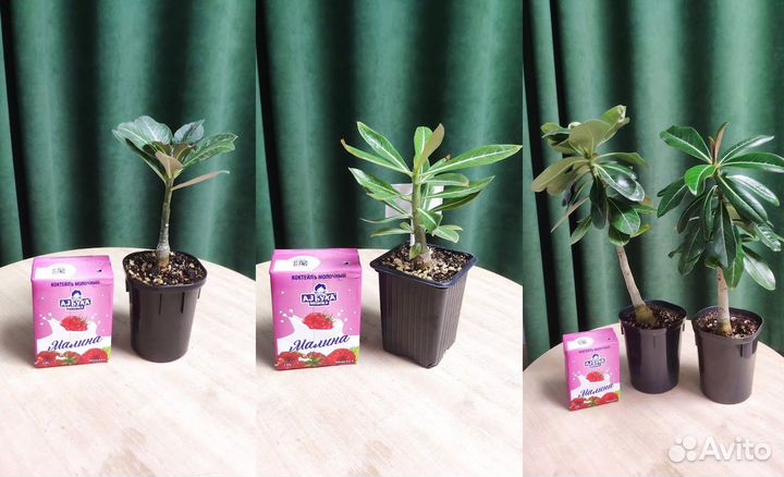 Сеянцы адениумов