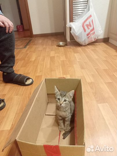 Четыре котенка ищут добрые руки