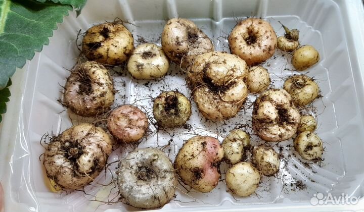 Глоксинии клубни