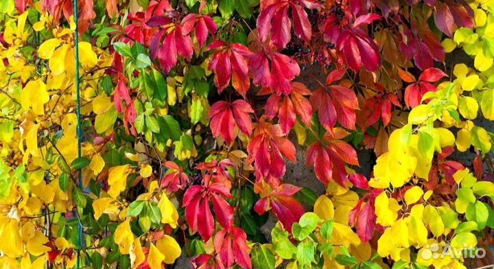 Саженцы девичий виноград