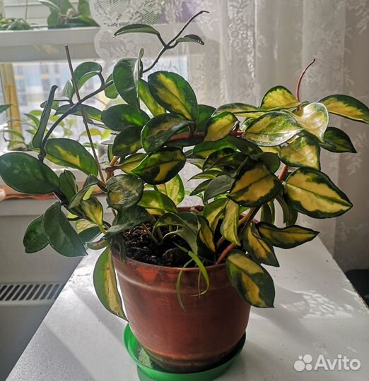 Хойя карноза триколор