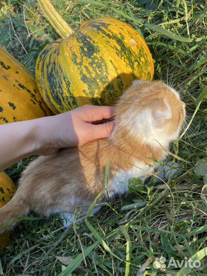 Котятки в добрые руки