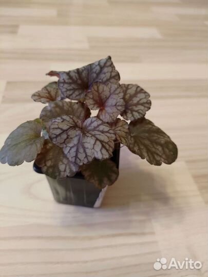 Гейхера Регина