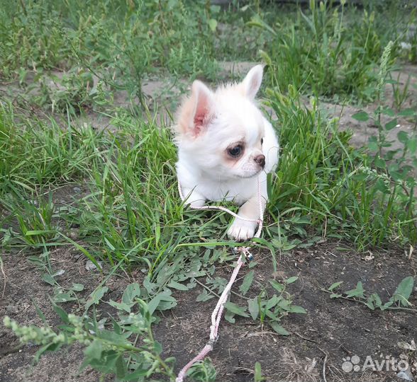 Щенки чихуахуа