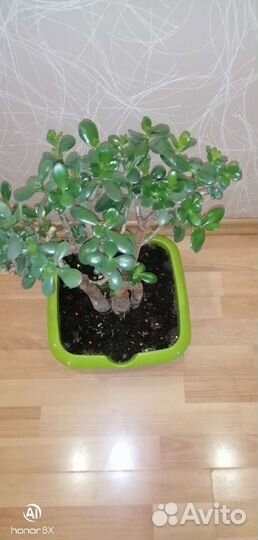Денежное дерево толстянка крассула