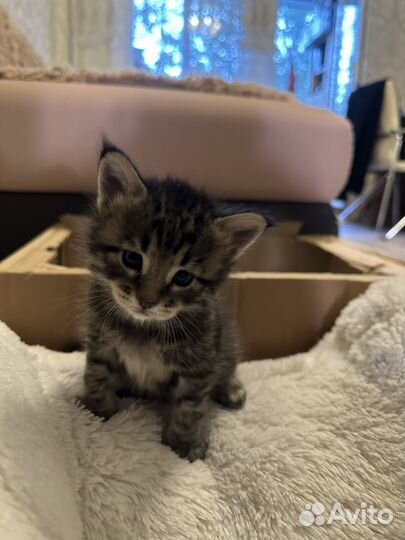 Котята мейкун