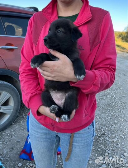 Спасите щенков