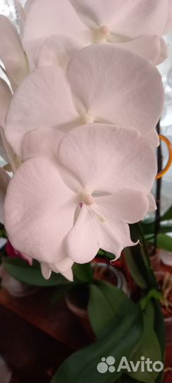 Орхидея