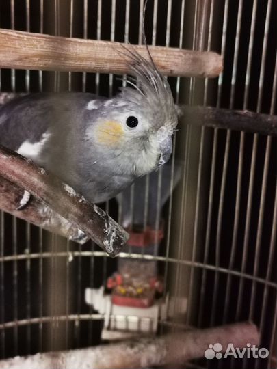 Попугай корелла девочка