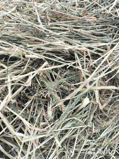 Солома в рулонах просяная