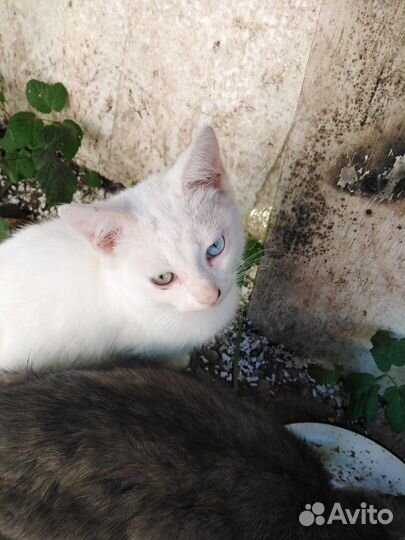 Кошки в дар