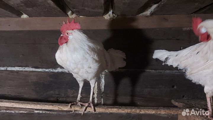 Отличные петухи