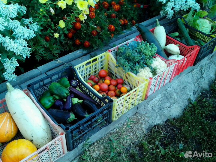 Ящики пластиковые