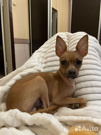 Вязка той-терьер