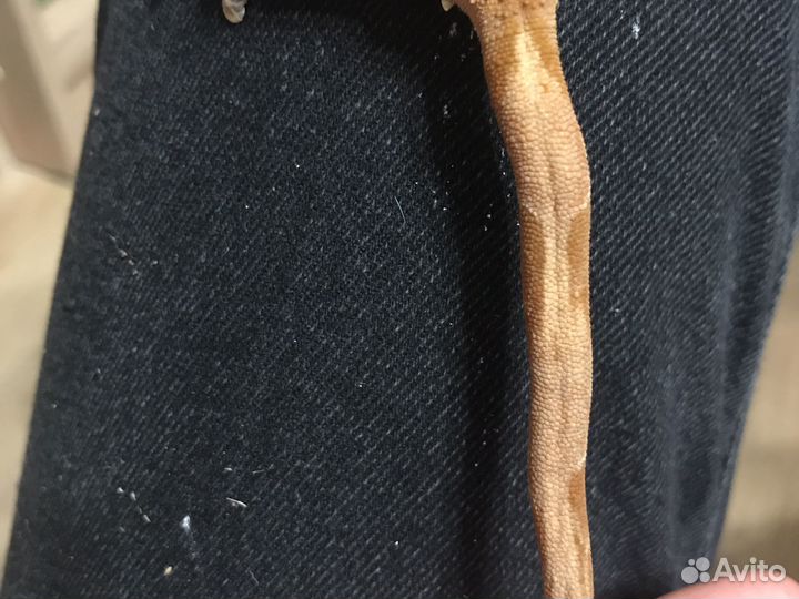 Ящерица бананоед