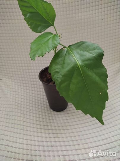 Клеродендрум Томсона, гибискус