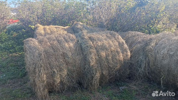 Сено рулоны